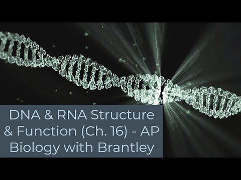DNA & RNA Structure and Function, DNA Replication (Ch. 13) - AP Biology with Brantley