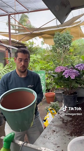 Cura delle Ortensie: Guida alla Fioritura