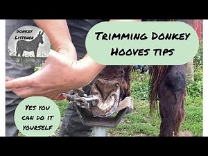 Trimming Donkey Hoof Tips! Set up for successful donkey care & training