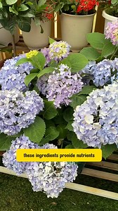Quick Fix for Wilting Plants Flowers Bloom | Terra Garden