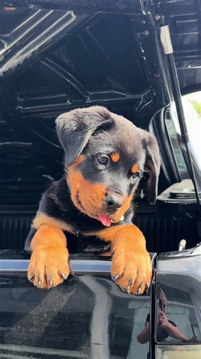 Unique Dog Names for Rottweilers and Puppies