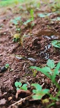 💦Creating a Mini River: A Mesmerizing Flow | Tiny Nature Discoveries
