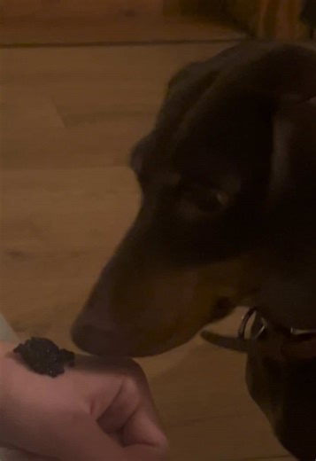 princess treatment failed 😔 Caviar? No thanks! #dachshund #fyp #fail #viral