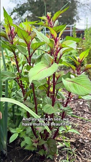 How to get more celosia stems in the cut flower garden!