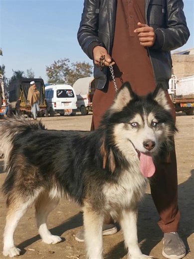 Exploring the Eyes of Dogs: A Fascinating Insight