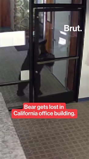 A black bear was caught on camera wandering into a California office, then quickly leaving after realizing he was in the wrong place. Employees say the bear lingered in the lobby for about two minutes before checking out their waiting room, then deciding it wasn't what he was looking for. The bear reportedly left the building and walked back to the forest after the incident. #California #BlackBear #Office #Cute #CCTV