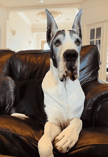 Ear Cropping & Taping Cropped Ears on Great Danes - Hello Danes