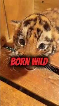 You’ve Never Seen Tiger Cubs Do This Before! #TigerCubs #WildlifeShorts #AnimalFacts