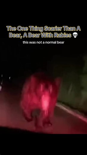 IdkSterling (@idksterling)’s video of bear