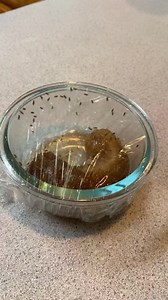 What have you used to get rid of gnats?? The banana trap works! #gnattrap #gnats #gnatbananatrap | My Eclectic Treasures