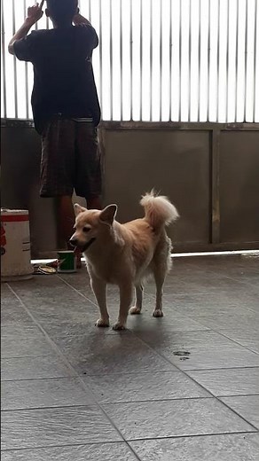 Viral anjing birahi sama manusia