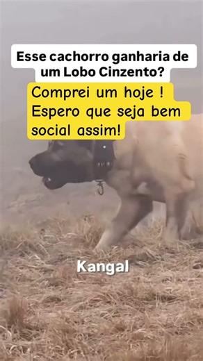 Belo #tnobrasil #memesgospel #memes #humor #kangal #comedia #petshorts