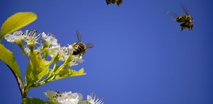 What smart bees can teach humans about collective intelligence