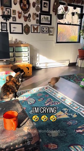 Hilarious Prairie Dog Antics You Can't Miss