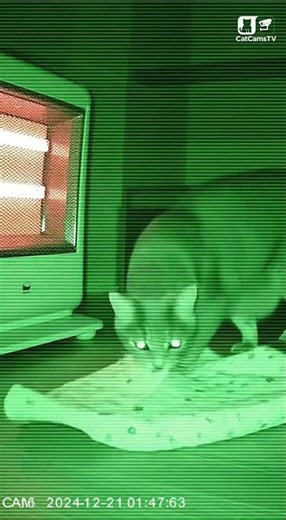 Hero Cat Activates Alarm to Prevent Fire | Real Night Vision CCTV Moment 🐾🔥 #Shorts