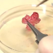 Video: Isolating LacZ-expressing Cells from Mouse Inner Ear Tissues using Flow Cytometry