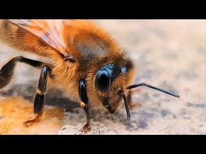 Buzz Words: The Bee Dictionary | Animal Einsteins | BBC Earth