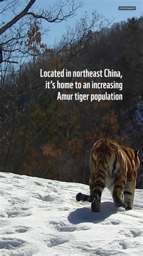 Russia, with its vast wilderness and dense forests, could very well be a paradise for felines, both big and small. From the majestic Amur tigers to fluffy Siberian cats, this country offers a land of abundance and mystery for these captivating creatures. In Russia’s Far East, the taiga is home to the elusive Amur tiger, the largest wild cat in the world. This powerful predator prowls through snowy forests, roaming vast territories in search of deer and wild boar. Thanks to conservation efforts, 