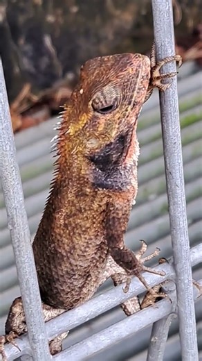 Great pretending cool lizard till last moment (直到最后一刻伪装很酷的蜥蜴)