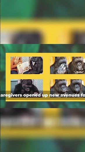 Unlocking Gorilla Emotions: Koko's Language Revolution