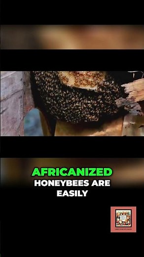 Killer Bees: The Fury of Africanized Honeybees Explained #bees #insects #facts