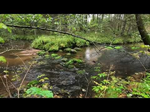 Forest Sounds with Flowing Water & Birds Relaxing Nature Sounds for Sleep & Stress Relief (1 Hour)