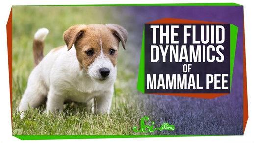 You, a dog, and an elephant all pee for 21 seconds