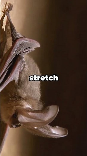 How Bats Navigate Perfect Darkness Using Sound | Echolocation Explained #animals #animalfacts