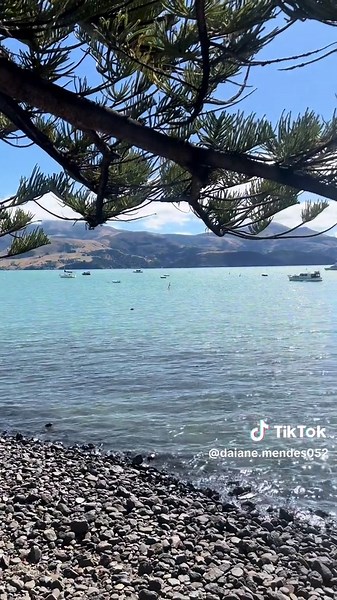 Missing New Zealand 🇳🇿 📍 Akaroa #akaroanewzealand #newzealandlandscape #perfectnature