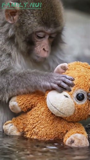 FAMILY NUI A tiny Japanese macaque pauses beside a quiet stream.