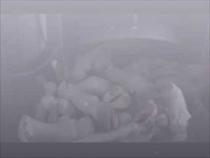 Beef Feet Cleaning & Hoof Removing - CAT 141