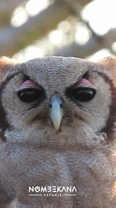 8.8K views · 349 reactions | Verreaux's eagle owl also know as Giant eagle owl is our biggest owl. This morning in Kruger National we were privileged to see one so close and even calling for us. Incredible | Nombekana Safaris and Wildlife Photography | Facebook