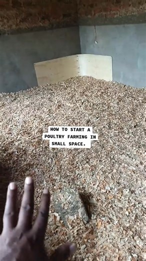 🏡🐔 **Small Space, Big Dreams: How to Start Poultry Farming on Limited Land!** 🌱🐣 Think poultry farming requires acres of land? Think again! With smart planning and efficient setups, you can start a successful poultry project **right in your backyard** or even in a small urban space. Here’s how to maximize a small space: 🟩 **Choose the Right Breed:** Go for dual-purpose poultry or commercial layers that give you maximum return. Start with 50–100 birds to learn and grow. 📦 **Use Vertical Spa