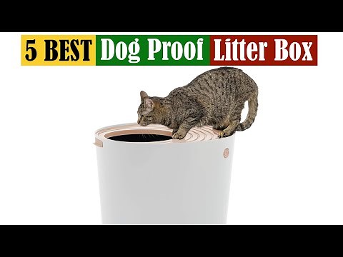 Best Dog Proof Litter Box of 2025 [Updated]