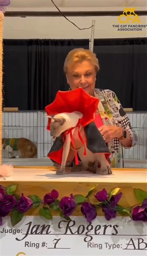 👗 𝗖𝗔𝗧 𝗖𝗢𝗦𝗧𝗨𝗠𝗘 𝗖𝗢𝗡𝗧𝗘𝗦𝗧 around Noon and always a big crowd-pleaser. The contest showcases fancy cats in cute costumes and you get to vote! The contest is for cats that are pre-entered in the show. Come See Amazing Cats 😻❤️🎉 at the PURR-FECT Mansfield Cat Show & Adoption Event Sat, November 1st! 🐈 𝗦𝗘𝗘 𝗨𝗣 𝗧𝗢 𝟯𝟱 𝗕𝗘𝗔𝗨𝗧𝗜𝗙𝗨𝗟 𝗖𝗔𝗧 𝗕𝗥𝗘𝗘𝗗𝗦! ～ 𝗦𝗛𝗢𝗪 𝗔𝗖𝗧𝗜𝗩𝗜𝗧𝗜𝗘𝗦 ～ 👪 This is a 𝗙𝗔𝗠𝗜𝗟𝗬-𝗙𝗥𝗜𝗘𝗡𝗗𝗟𝗬 𝗘𝗩𝗘𝗡𝗧 that is fun for all ages! 🏆 𝗪𝗔