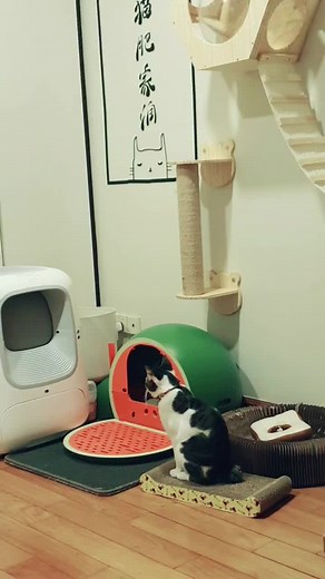 5-Month Review of the $120 Robot Litter Box