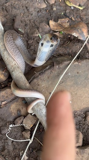 7.6K views · 69 reactions | Baby Cobra: Is It Dangerous?⚠️ Its monsoon!! Its reptile season… Beware you don’t want to step up on a snake!! #snake #facts #cobra #animal #nature #india #wildlife #fact #animals #wildlifephotography #knowledge #snakesofinstagram #didyouknow #snakes #factsdaily #conservation #naturephotography #rainyday #reptiles #instagood #swapnilkhatal #monsoon #wildlifephotography #wild #science | Swapnil Khatal | Facebook