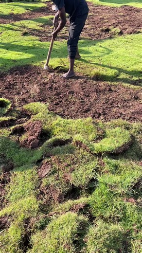 Hybrid Natural Carpet Grass (@hybrid.natural.ca)’s videos with Hybrid natural - Hybrid Natural Carpet Grass