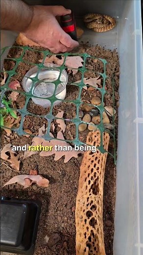 These baby carpet pythons are already doing great with their target training...