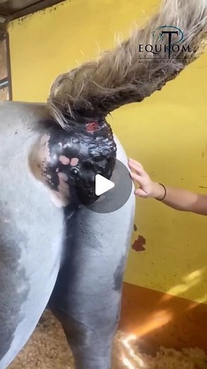 Equitom | 👉🏻Important mission in Thailand! 👉🏻Melanomas mostly appear in grey horses and this all over the world. 👉🏻At Equitom we are specialised in... | Instagram