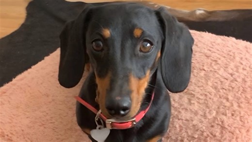 Dog survives more than a year in the Australian bush