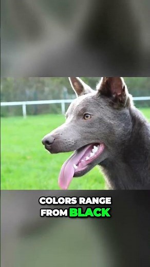 Difference Between Australian Cattle Dog and Australian Kelpie