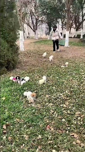 Where did the teacup dog go_ #cute #pets #funny