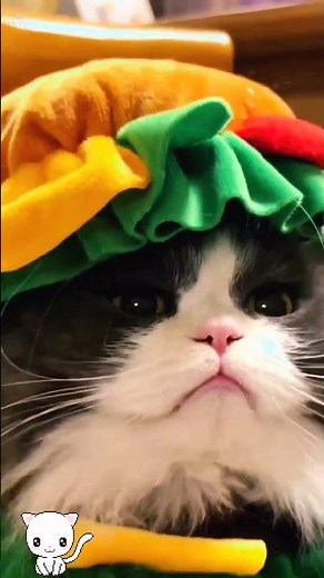 Cats Wearing Funny Hats Compilation