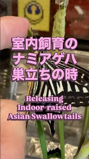 人に育てられた蝶が羽化したらこうなります #室内飼育 #アゲハ蝶