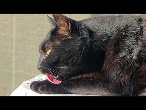 Satisfying Cat Grooming – Close Up and Adorable!