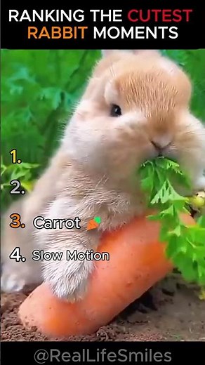 Ranking the CUTEST RABBIT moments! 🐰🥕🐇 #viral #rabbit