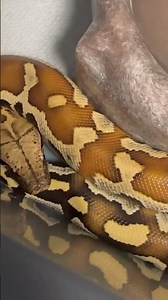 The Majestic Sumatran Blood Python - A Stunning Reptile!