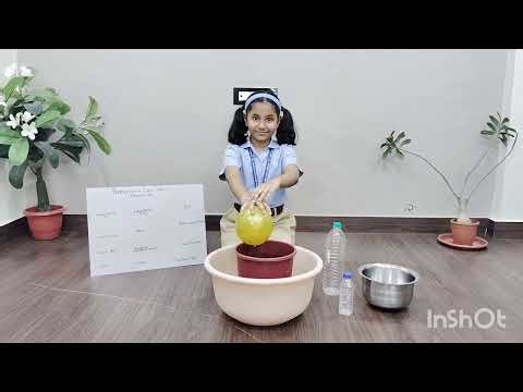 Lung Capacity Test (Pulmonary Function Test)