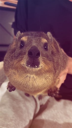 yes bro keep talking ❤️ #fyp #hyrax | hyrax screaming